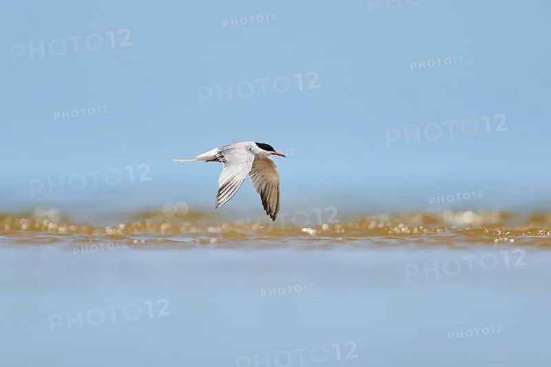 Elegant tern (Thalasseus elegans) flying in the sky above the sea, hunting, ebro delta, Catalonia, Spain, Europe