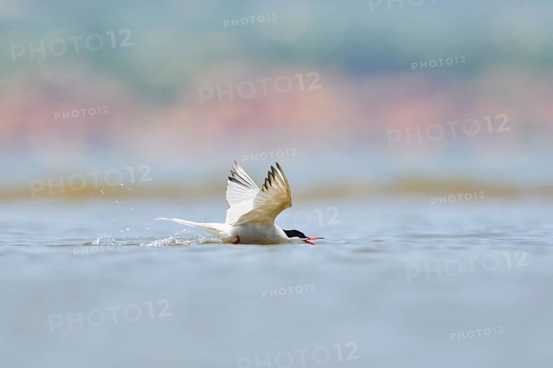 Elegant tern (Thalasseus elegans) flying in the sky above the sea, hunting, ebro delta, Catalonia, Spain, Europe