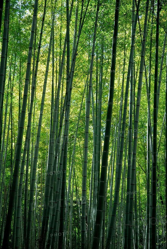 Bamboo forest, near Arashiyama, Kyoto, Japan, Asia