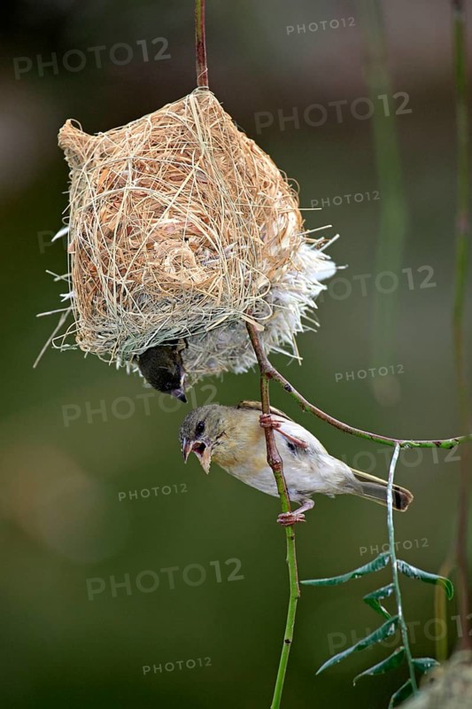 Masked Weaver (Ploceus velatus), female and young, Oudtshoorn, Klein Karoo, South Africa, nest, Africa