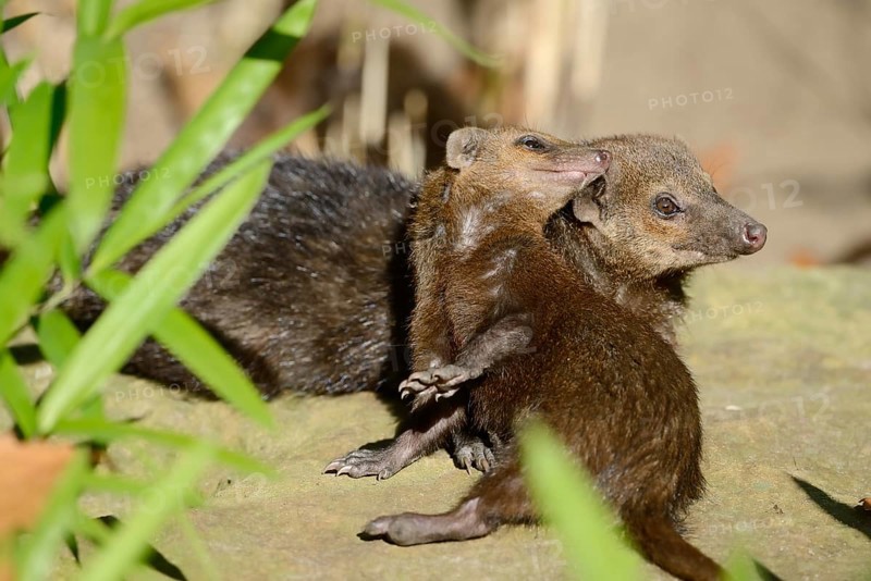 Common kusimanse (Crossarchus obscurus) with juvenile, captive, occurrence in Africa
