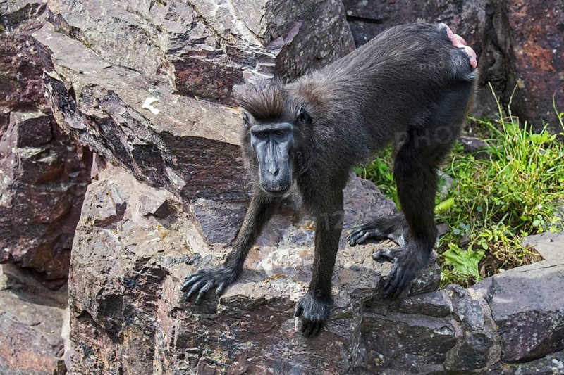 Celebes crested macaque, crested black macaque, Sulawesi crested macaque (Macaca nigra), black ape female, native to Sulawesi