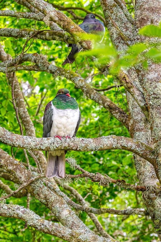 Taube (Hemiphaga novaeseelandiae), Schloss Larnach, Garten, Neuseeland