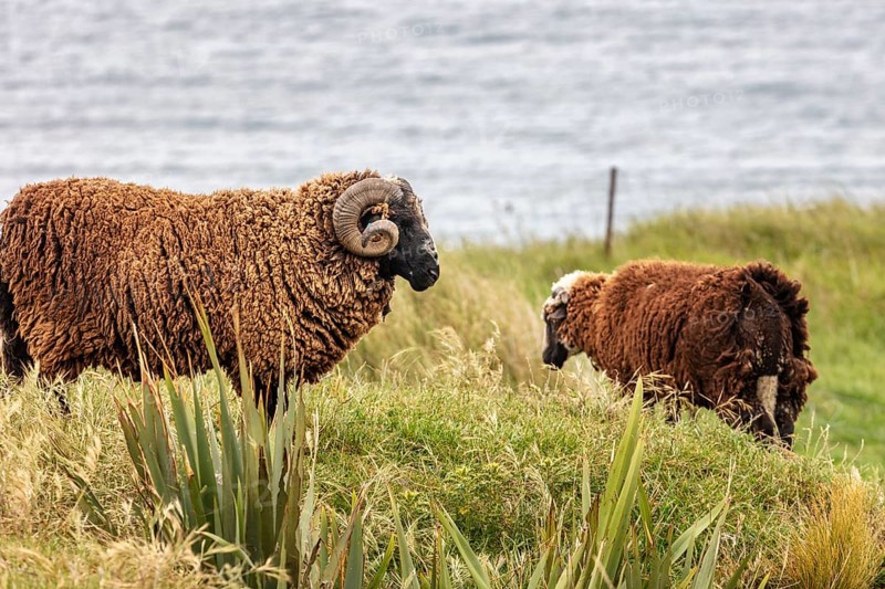 Goats (Capra), Otago Peninsula, New Zealand, Oceania