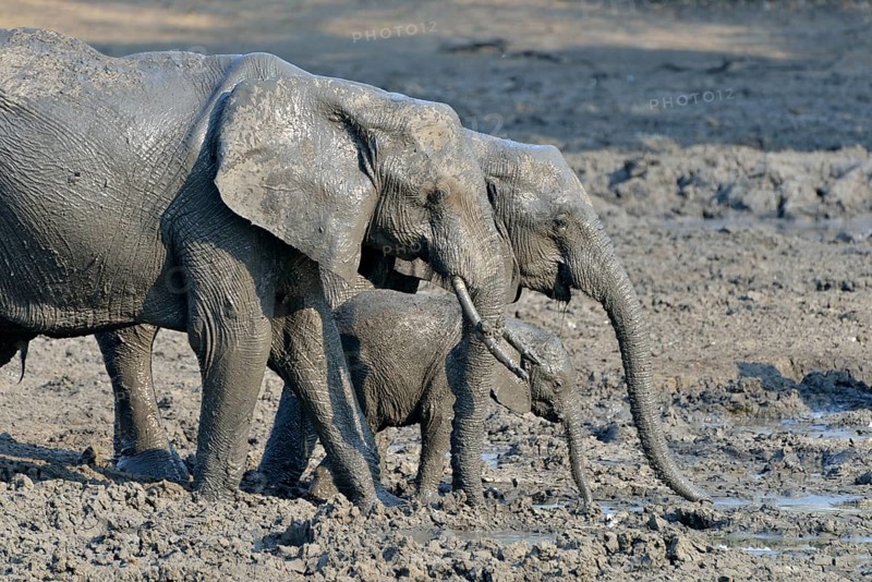 mud covered African elephants (Loxodonta africana), elephant family, baby elephant, Kanga waterhole, Mana Pools National Park, Mashonaland West province, Zimbabwe, Africa