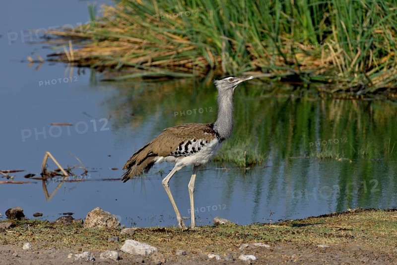 Kori bustard (Ardeotis kori) at the waterhole Chudop, Etosha National Park, Namibia, Africa