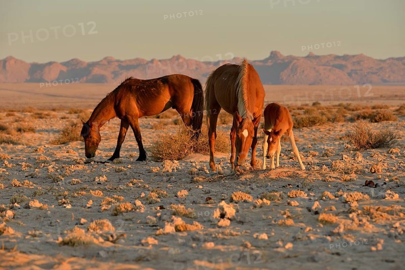 Desert Horses (Equus ferus), mare with foal, searching for food in poor soil, near waterhole Garub, near Aus, Karas Region, Namibia, Africa