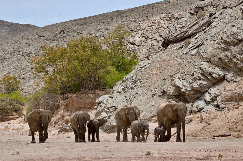 African elephants (Loxodonta africana), desert elephants standing in the dry riverbed of the Hoanib ephemeral seasonal river at a rocky gorge, Kaokoveld, Namibia, Africa