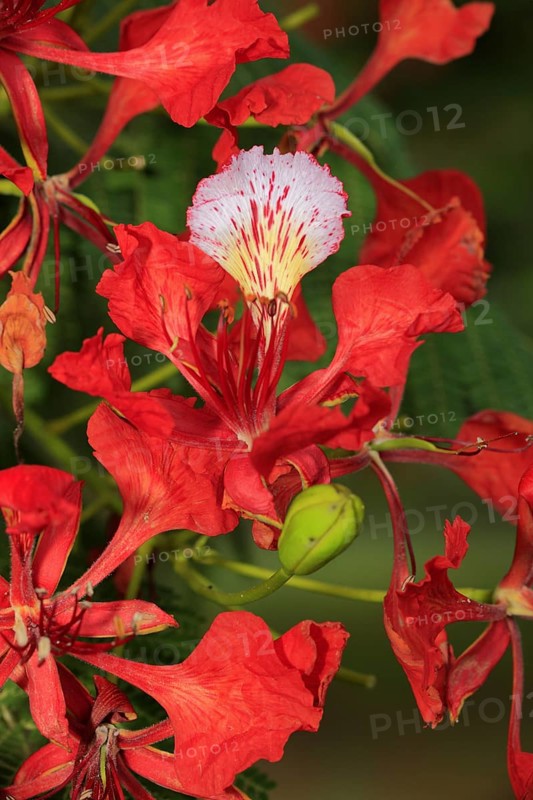 Royal poinciana (Delonix regia), Mkuze Park, South Africa (Poinciana regia), Flamboyant