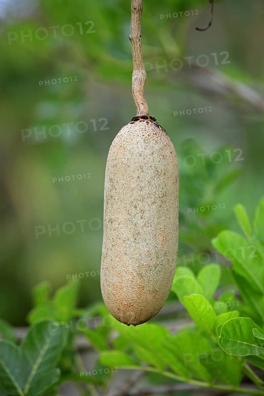 Saussage tree fruit, Mkuze Park, kigelia (Kigelia africana)