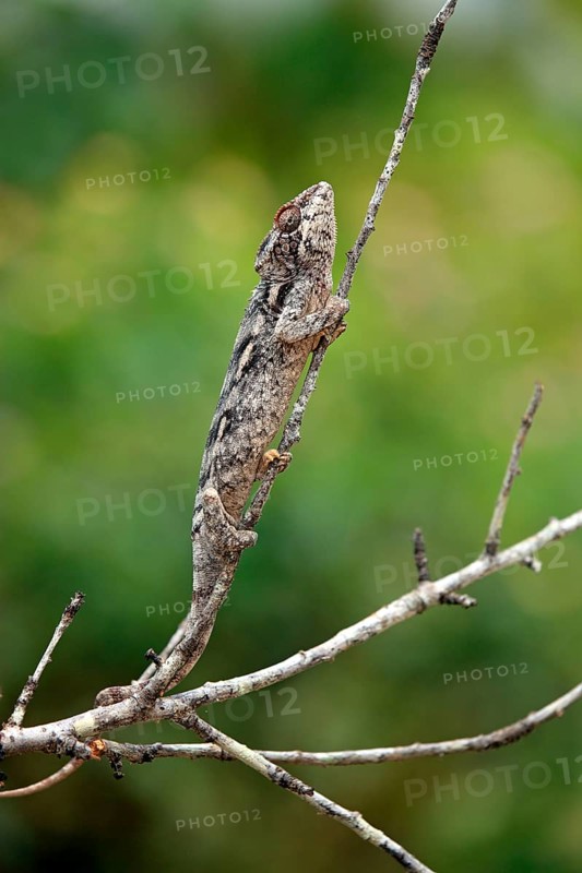 Madagascar giant chameleon (Furcifer verrucosus), Madagascar, Africa