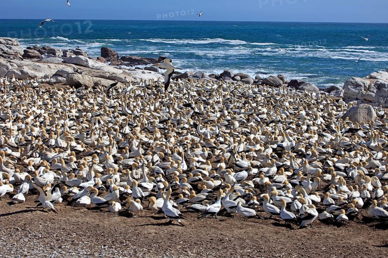 Cape Gannets (Morus capensis), colony, Lambert's Bay, South Africa (Sula capensis) Kaptoelpel-Kolonie, Lamberts Bay, Suedafrika (Sula capensis), Kaptölpel, Kaptölpel-Kolonie