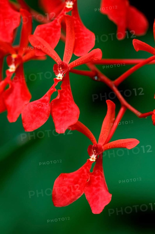 Vanda Orchid (Renanthera)