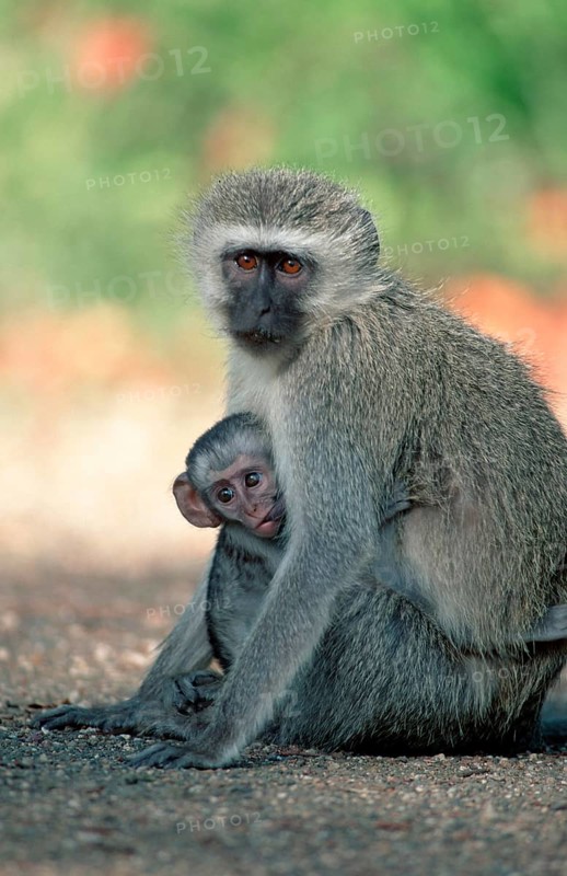 Grass Monkeys, female nursing young, Kruger national park, South Africa (Cercopithecus aethiops)