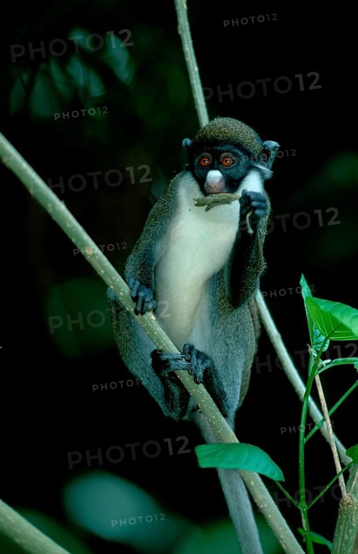 Lesser White-nosed Monkey, Lesser White-nosed Guenon (Cercopithecus petaurista)