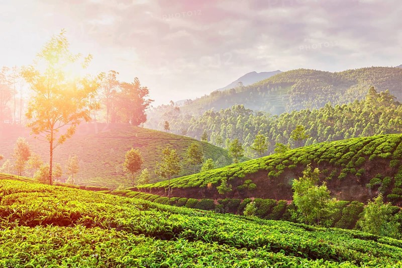 Kerala India travel background, green tea plantations in Munnar, Kerala, India in the morning on sunrise. With lens flare and light leak
