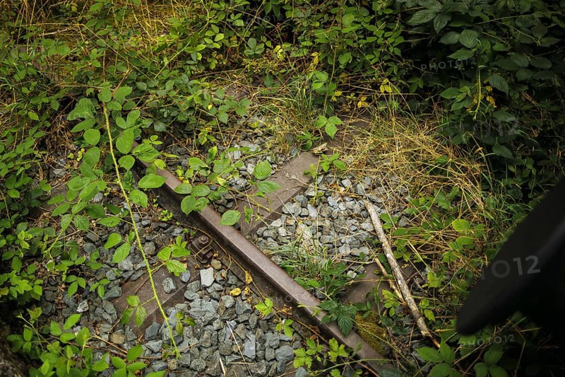 Symbolic photo on the subject of railway traffic standstill. An old track is overgrown with weeds. Lichtenberg, 21.07.2024