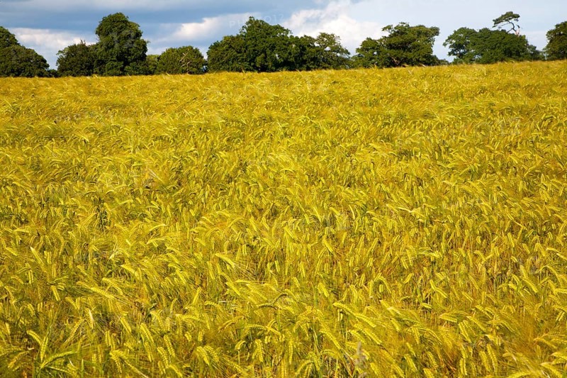Field with growing barley crop in summer, Shottisham, Suffolk, England, UK