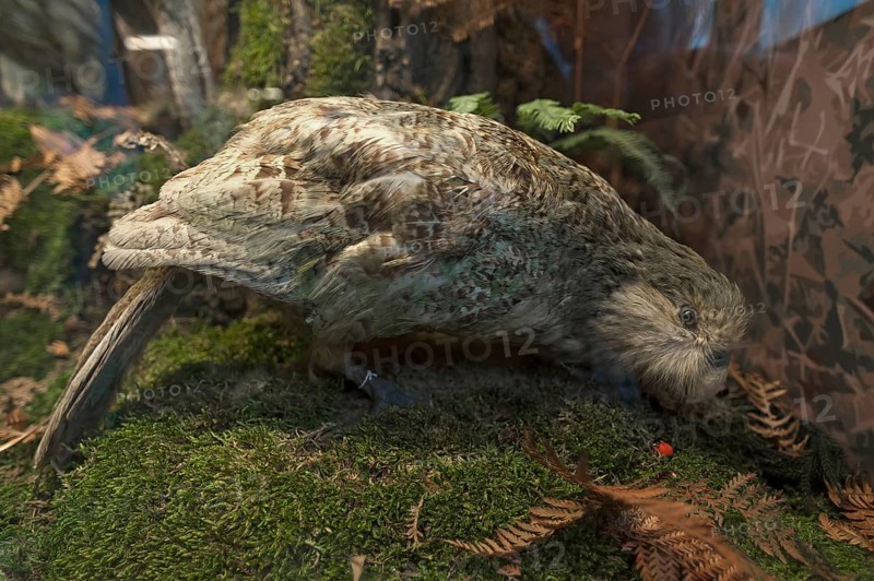 Owl parrot or kakapo (Strigops habroptilus), Natural History Museum, opened 1889, Vienna, Austria, Europe