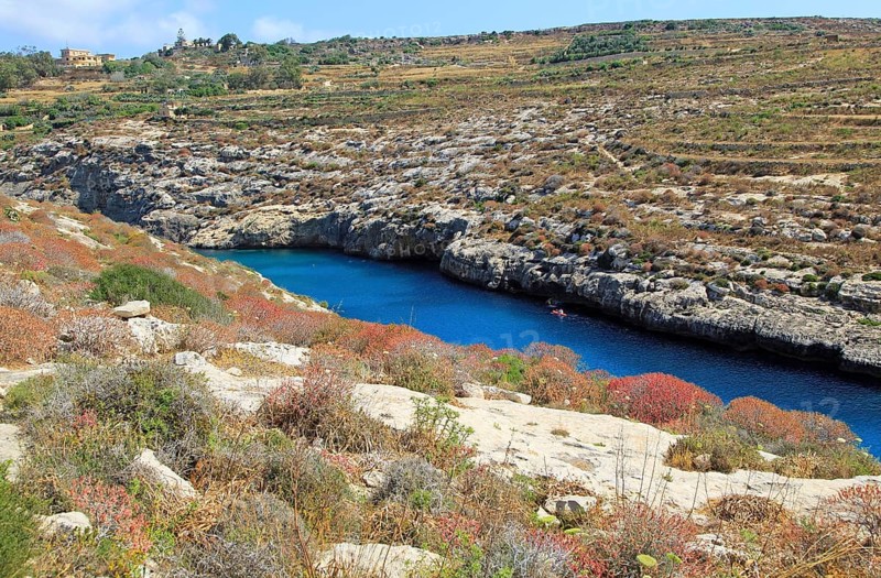 Limestone barrique vegetation Mgarr ix-Xini coastal inlet, island of Gozo, Malta, Europe