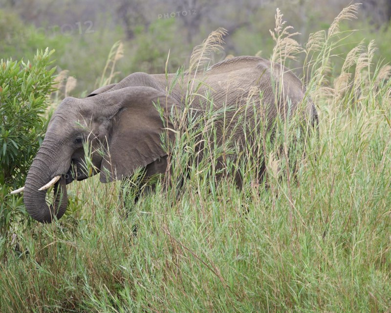 African bush elephant (Loxodonta africana), adult male feeding on reeds in the bed of the Olifants River, Kruger National Park, South Africa, Africa