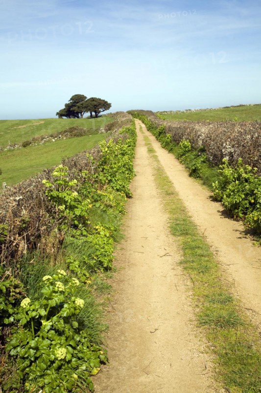 Landscape of track running straight with hedgerows, fields, and trees, Island of Herm, Channel Islands, Great Britain
