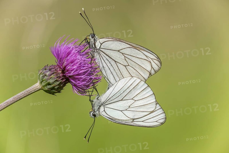 Black-Veined White butterflies (Aporia crataegi) mating in a natural meadow in spring. Bas Rhin, Alsace, France, Europe
