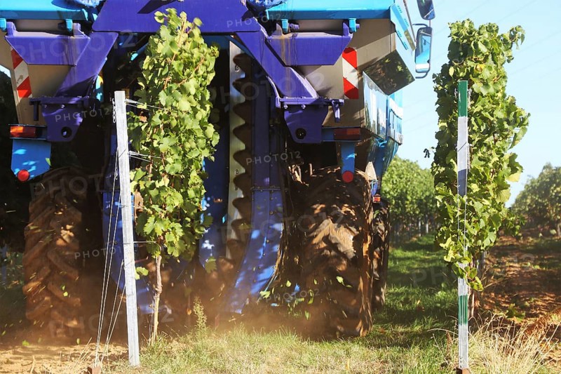 Grape grape harvest with full harvester in the district of Bad Dürkheim, Rhineland-Palatinate
