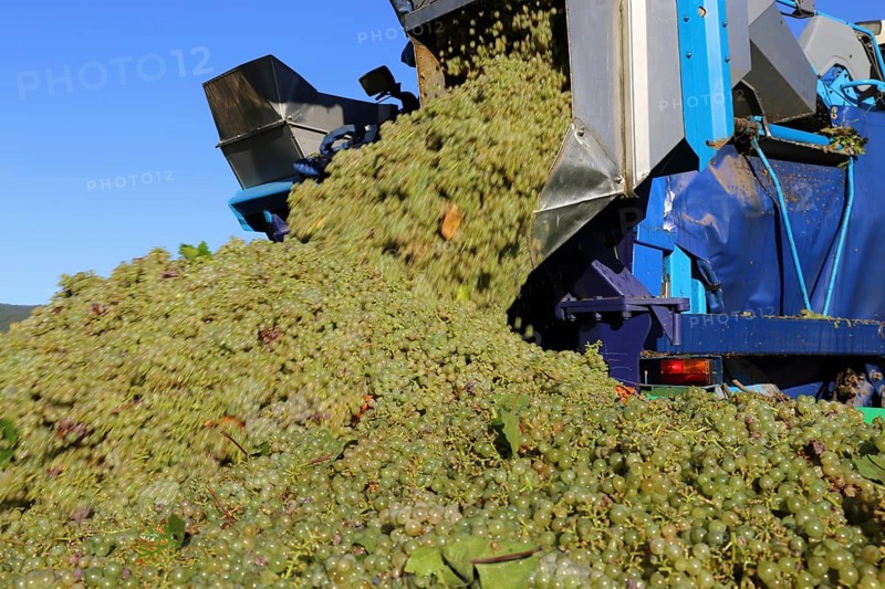 Grape grape harvest with full harvester in the district of Bad Dürkheim, Rhineland-Palatinate