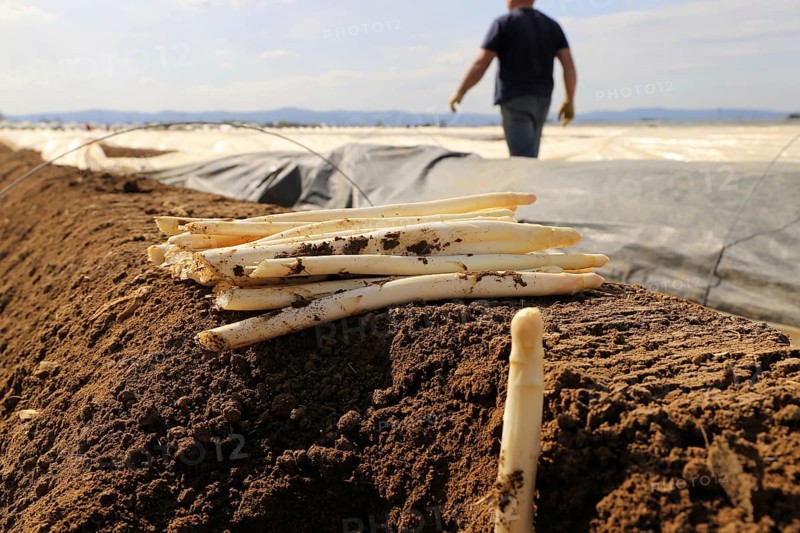Agriculture asparagus harvest in a field near Mutterstadt, Rhineland-Palatinate