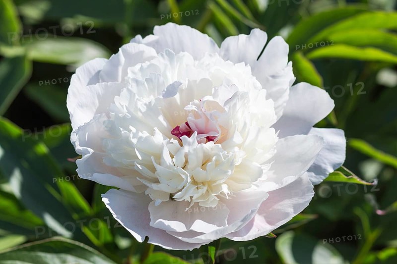 Pink peony flower in a botanical garden