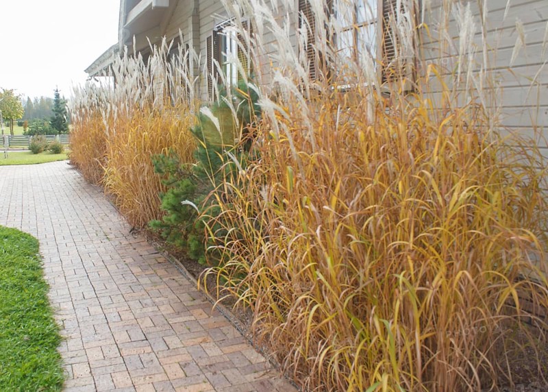 Modern restaurant with green lawn, tile path and landscape design with ornamental grasses and decorative pines