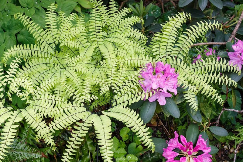 Decorative trees. shrubs and flowers in the garden: rhododendron, ferns, orchids. Beautiful landscape design