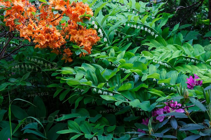 Decorative trees. shrubs and flowers in the garden: rhododendron, ferns, orchids. Beautiful landscape design