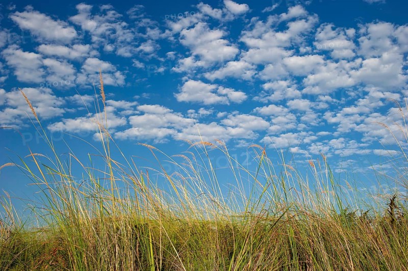 Riparian landscape, nature, natural landscape, river, riverbank, reeds, morning mood, blue sky, friendly, emotion, mood, clouds, puristic, grasses, grass on the Moanachira River in the Okavango Delta, Botswana, Africa