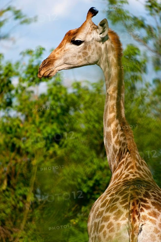 Portrait of a southern giraffe (Giraffa giraffa), free-living, wilderness, safari, travel, animal portrait, in Moremi National Park in Botswana