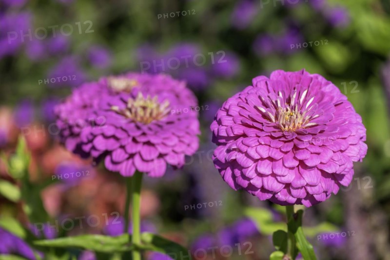 Zinnia (Zinnia), Rhineland-Palatinate, Germany, Europe