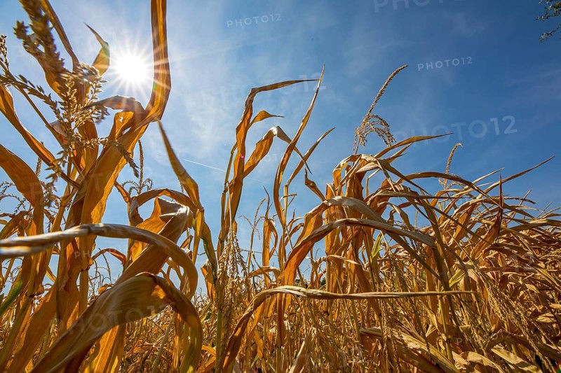 Corn field dried up and only low grown, small corn cobs, due to the summer drought, drought, in East Westphalia Lippe, North Rhine-Westphalia, summer 2018