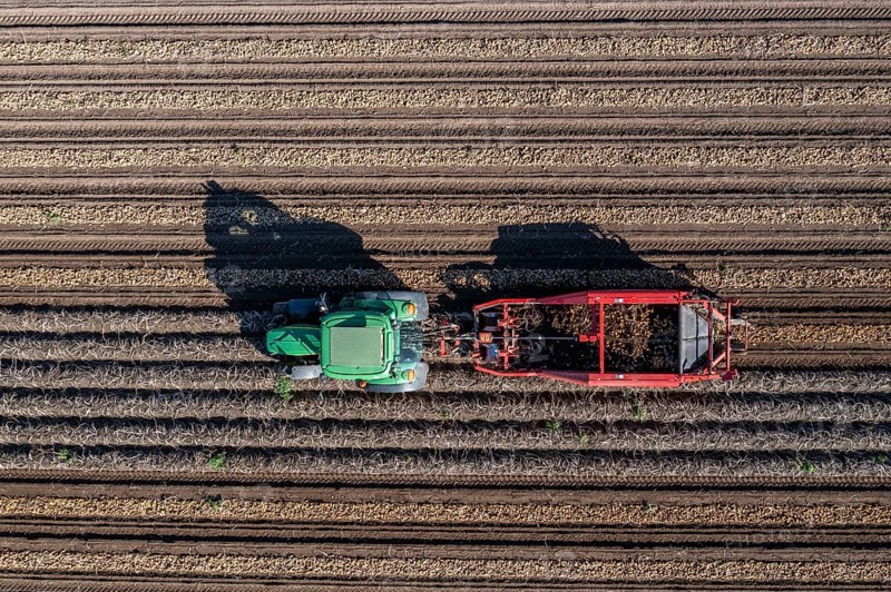 Potato harvest, so-called split harvesting method, first the tubers are taken out of the ground with a row layer, photo, then, after a short drying phase, collected with a bunker harvester and loaded, North Rhine-Westphalia, Germany, Europe