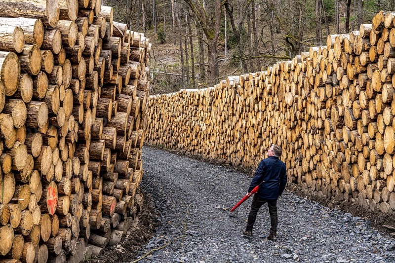 Felled, stacked spruce trunks, forest dieback in the Arnsberg Forest nature park Park, over 70 per cent of the spruce trees are diseased, damaged, mostly by the bark beetle, which was able to spread due to drought and heat, climate change, near Hirschberg, North Rhine-Westphalia, Germany, Europe