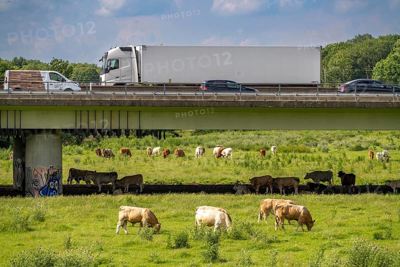 Lorry on the A40 motorway, bridge over the Ruhr and Styrumer Ruhrauen, herd of cattle, dairy cows grazing, Mülheim an der Ruhr, North Rhine-Westphalia, Germany, Europe