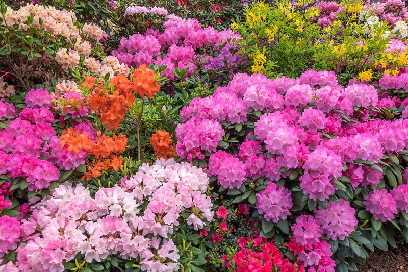 Rhododendron and azalea blossom, Lower Saxony, Germany, Europe