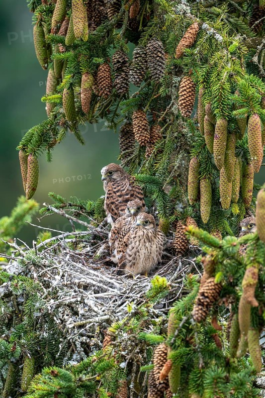 Common kestrel (Falco tinnunculus), young birds not yet ready to fly in the nest, Rhineland-Palatinate, Germany, Europe
