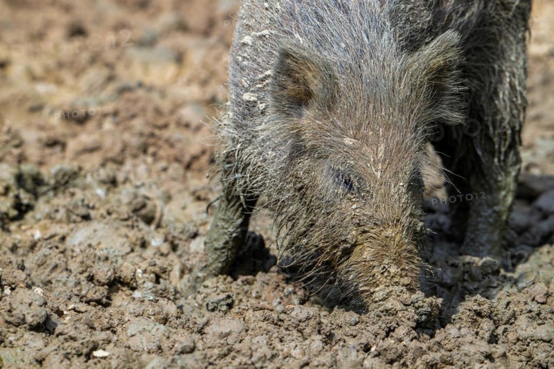Wild boar (Sus scrofa) close-up of juvenile pig foraging with muddy snout digging in quagmire, mud pool in spring