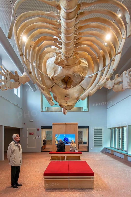 Skeleton of sperm whale Valentijn, Valentine in the NAVIGO Visserijmuseum, fishery museum at Oostduinkerke, Koksijde, West Flanders, Belgium. Model released