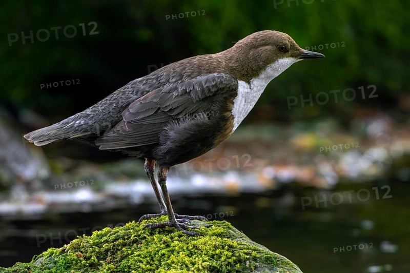 White-throated dipper, Central European dipper (Cinclus cinclus aquaticus) resting on rock covered in moss in stream, river