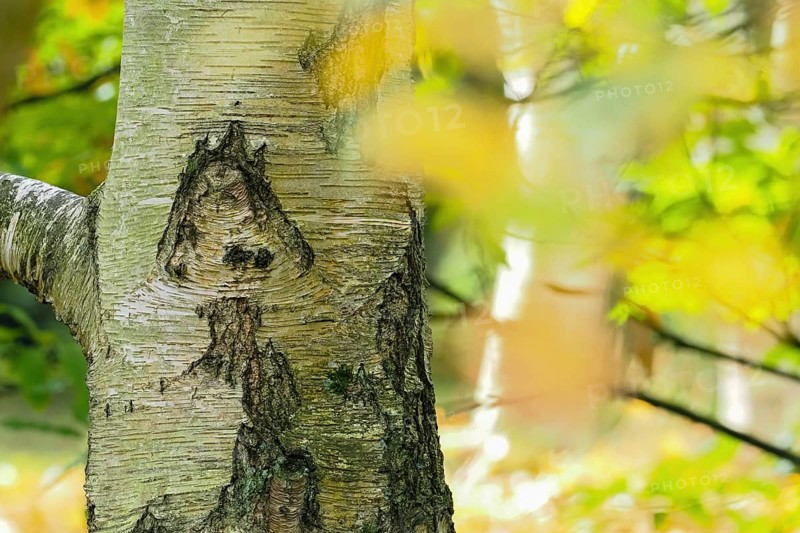 Close-up of a birch trunk, mushroom-like bark structure, with yellow-green blur in the background, hinting at autumn leaves, Hesse, Germany, Europe