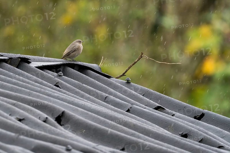 A redstart (Phoenicurus ochruros), female, sitting in the rain on a wavy metal roof in an autumnal setting, Hesse, Germany, Europe