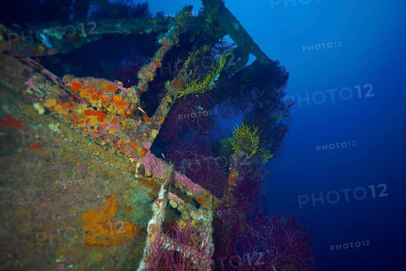 A shipwreck covered with colourful corals, Violescent sea-whip (Paramuricea clavata), in a deep blue underwater atmosphere, dive site Wreck le Donator, Giens Peninsula, Provence Alpes Côte d'Azur, France, Europe