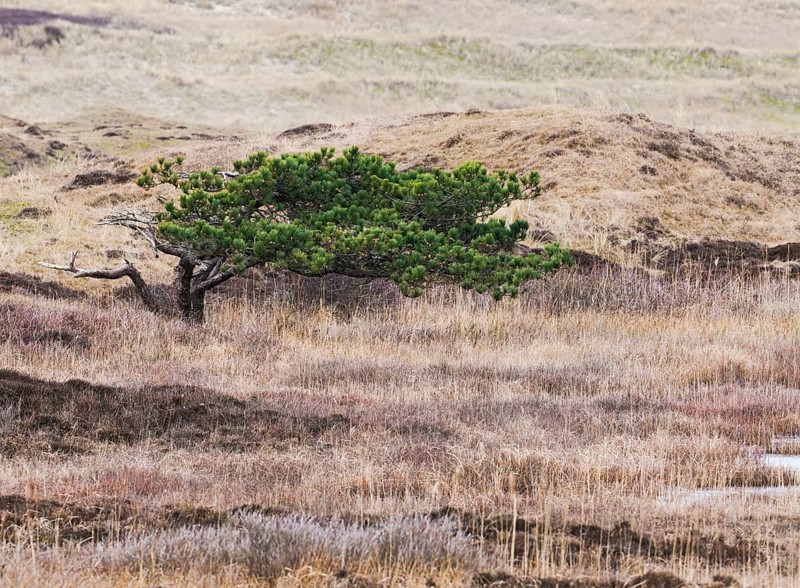 Black Pine (Pinus nigra), tree growing on heath and marshy ground between sand dunes in the nature reserve Loodsmansduin, die Bollekammer, island of Texel, Holland